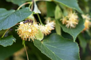 Yeşillik bir kireç ağacının çiçekleriyle beslenen bir arıya yakın çekim