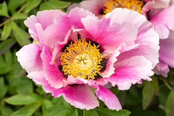 Canlı renklerini gösteren pembe bir şakayığın detaylı bir görüntüsü..