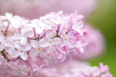 Pembe ve beyaz çiçeklerin yakın plan çekimi ve canlı bir bahar atmosferi var..