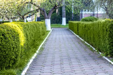 Pathview, güneşli baharda manikürlü çalılar, ağaçlar ve kaldırım taşları sergiliyor..