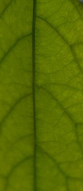 Görünür damar yapısına sahip canlı yeşil bir yaprağın ayrıntılı makro görüntüsü