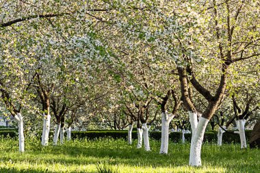 Çiçek açmış kiraz ağaçları ve güneş ışığında yeşil bir çayır.