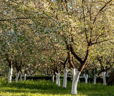 Beyaz boyalı ağaç gövdeleri ve güneş ışığıyla aydınlatılmış çiçek dolu meyve bahçesi sahnesi.