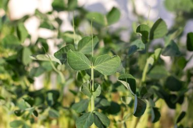 Yeşil bitki, taze ve canlı yaprakları gösteren güneş ışığıyla aydınlatılır.