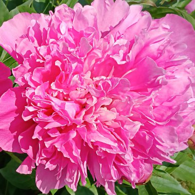 Canlı pembe bir çiçeğe yakın plan, karmaşık dokuları ve canlı renkleri vurguluyor.