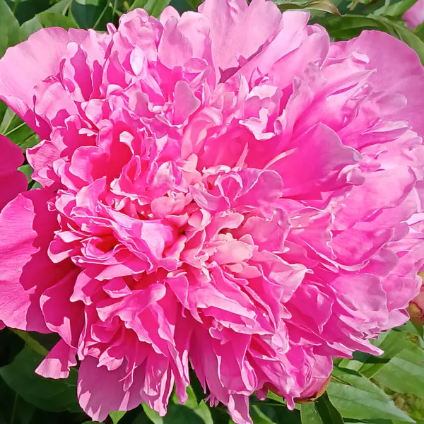 Canlı pembe bir çiçeğe yakın plan, karmaşık dokuları ve canlı renkleri vurguluyor.