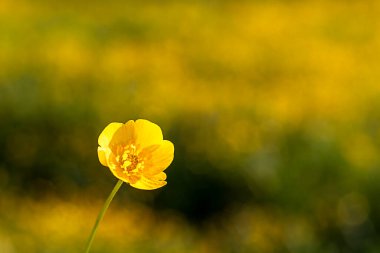 Bulanık sarı bir tarlaya odaklanmış sarı çiçek rüya gibi bir ortam yaratıyor.