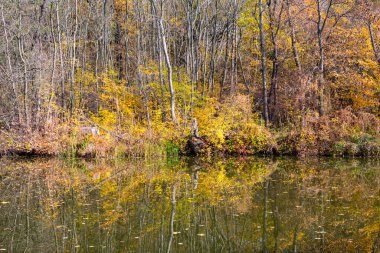 Huzurlu sonbahar manzarası. Huzurlu su yüzeyinde yansıyan canlı ağaçlar.