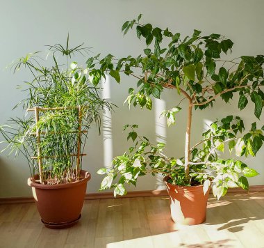 İki yeşil saksı bitkisi iyi aydınlatılmış bir odaya yerleştirildi.