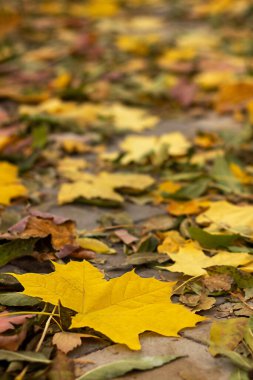 Bir yolda sarı ve kahverengi yapraklar huzurlu ve renkli bir sonbahar sahnesi yaratır.