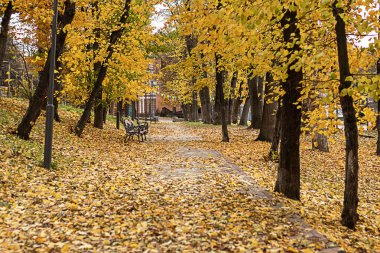 Ağaçlar ve düşmüş altın yapraklarla çevrili huzurlu bir sonbahar sahnesi.
