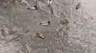 Sakin, bulanık bir nehirde yüzen ve beslenen zarif ördekleri gözlemleyin..