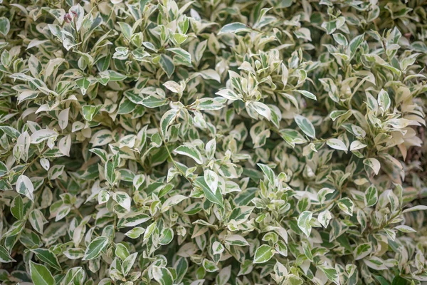 Achtergrond Van Bonte Huilende Vijg Ficus Benjamina Groene Witte Bladeren — Stockfoto