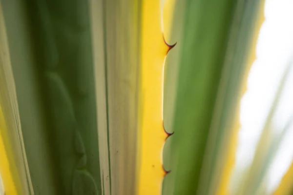 Unscharfes Foto Von Yucca Blättern Defokussierte Nahaufnahme Von Buntem Spanischem — Stockfoto