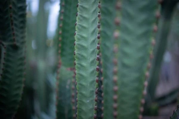Canarische Eiland Spurge Achtergrond Stekelige Sappige Struik Van Euphorbia Canariensis — Stockfoto