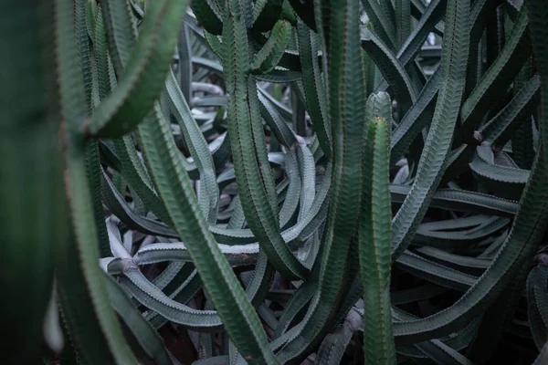 Kanarieöarna Spyr Bakgrund Prickig Saftig Buske Euforbia Canariensis Köttiga Kaktusliknande — Stockfoto