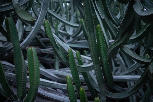 Canarische Eiland Spurge Achtergrond Stekelige Sappige Struik Van Euphorbia Canariensis — Stockfoto