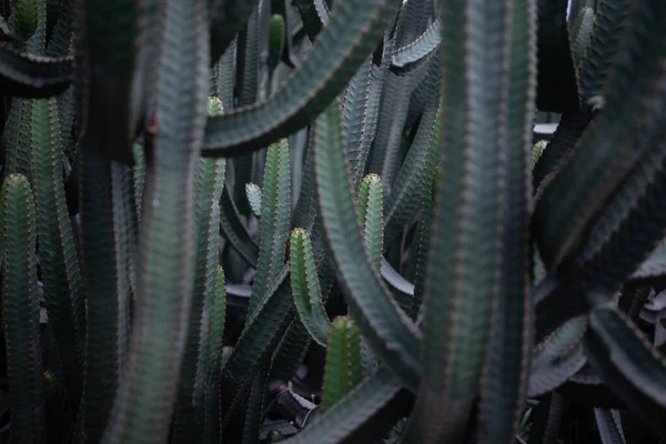 加那利岛的背景十分丰富 金银花属植物的珍贵肉质灌木 四边形或五边形的肉质仙人掌状树干 茂密的丛林加那利群岛的植物 — 图库照片