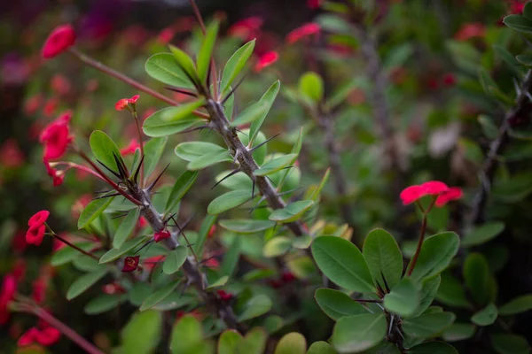 とげの冠やクリスチャン植物の主にぼやけた赤い花の背景は 斑点に焦点を当てています 暗いユーフォリアのミリイ ムルの写真 とげのある茎 — ストック写真