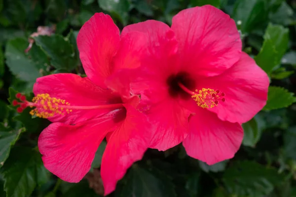 在很大程度上模糊了夏威夷芙蓉的特写 花瓣的新芭比娃娃粉红色 有选择性地注重花粉 绿叶背景 — 图库照片