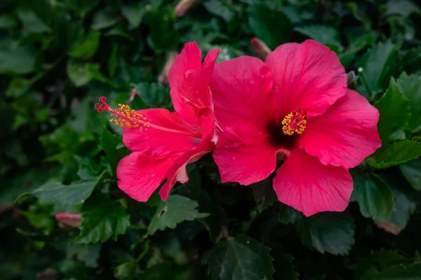在很大程度上模糊了夏威夷芙蓉的特写 选择花粉和雌蕊的花瓣的新的芭比粉红色的颜色 绿叶背景 — 图库照片