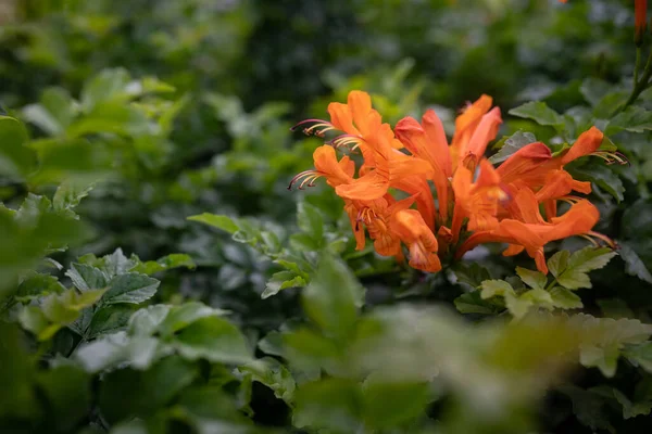 Ακρωτήριο Αγιόκλημα Πορτοκαλί Λουλούδια Closeup Φόντο Λουλουδιών Tecoma Capensis Άφθονα — Φωτογραφία Αρχείου