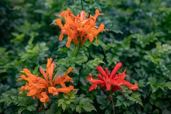 スイカズラのオレンジの花を閉じます テクモマ カペンシスの花の背景 豊富な緑の葉と明るい花 — ストック写真