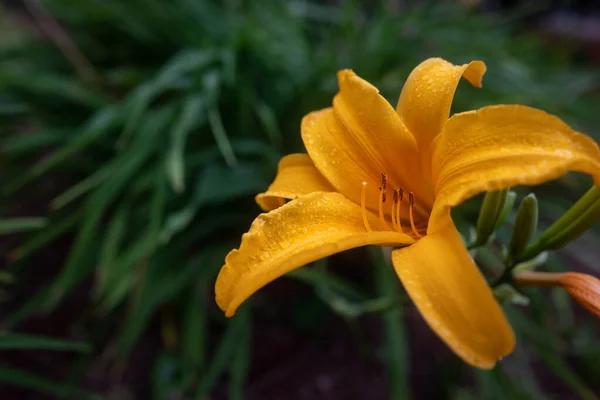 緑色の葉の背景に花弁に水の滴を持つ黄色のデイリリー 黄色の花の終わりに朝の露 ヘメロカリスの暗い写真Lilioaspodelus — ストック写真