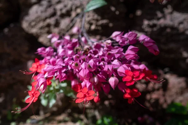 Κυρίως Θολή Ματωμένη Καρδιά Λουλούδια Αμπέλου Closeup Βράχο Τοίχο Φόντο — Φωτογραφία Αρχείου