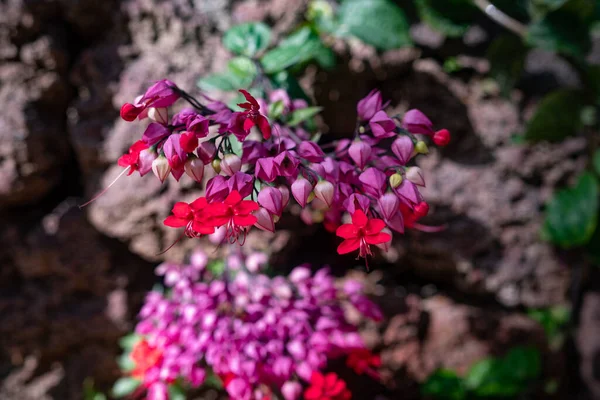 Основном Размытое Сердце Виноградной Лозы Цветы Крупным Планом Фоне Скальной — стоковое фото