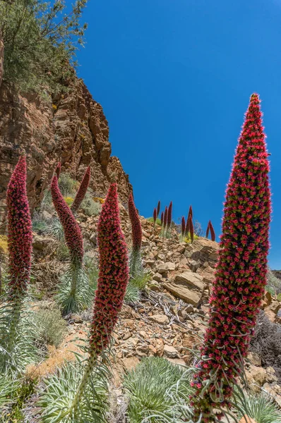 Kırmızı Mavi Çiçek Kuleleri Mavi Gökyüzünde Birçok Koni Kayalık Tepe — Stok fotoğraf