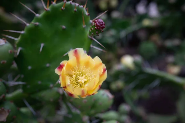 Głównie Zamazane Zbliżenie Żółtego Kwiatu Kłującego Kaktusa Gruszkowego Lub Opuntia — Zdjęcie stockowe