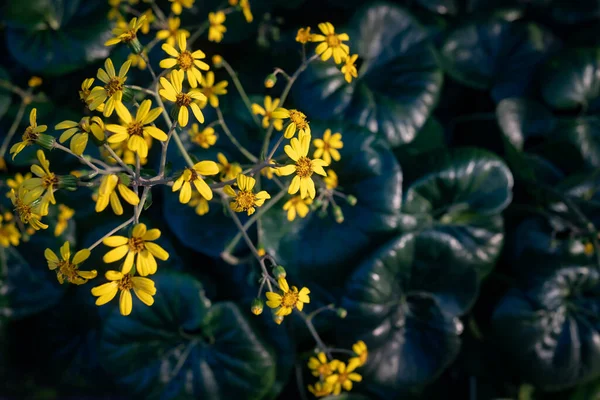 Yellow flowers on dark green leaves background. Summer nature wallpaper of blooming leopard plant, tractor seat plant or green leopard plant