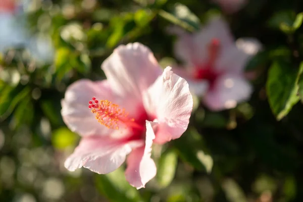 Розовый Цветок Крупным Планом Роза Шарона Сирийский Гибискус Сирийская Кетмия — стоковое фото