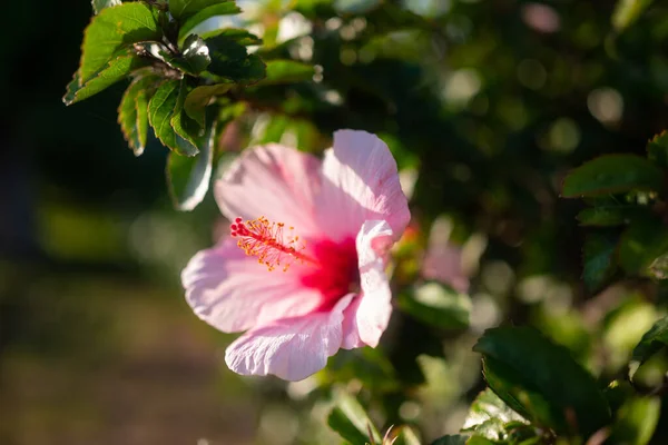 Розовый Цветок Крупным Планом Роза Шарона Сирийский Гибискус Сирийская Кетмия — стоковое фото