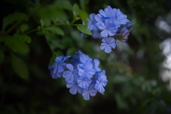 Μπλε Λουλούδια Κοντά Ένα Σκούρο Πράσινο Φόντο Φύλλα Ευαίσθητα Μπλε — Φωτογραφία Αρχείου