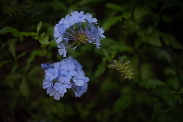 Μπλε Λουλούδια Κοντά Ένα Σκούρο Πράσινο Φόντο Φύλλα Ευαίσθητα Μπλε — Φωτογραφία Αρχείου