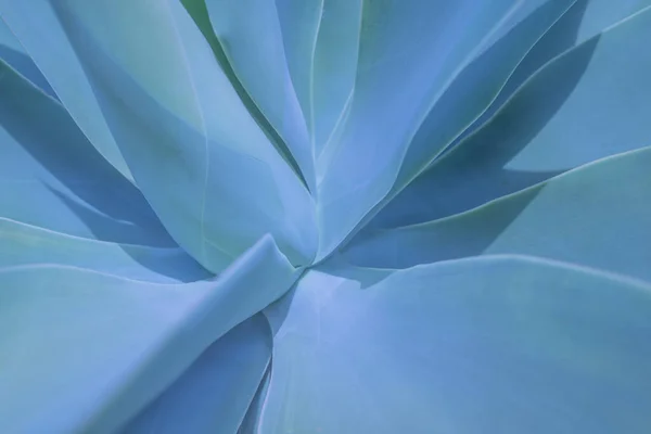 Fundo Botânico Abstrato Azul Rabo Raposa Agave Closeup Roseta Folhas — Fotografia de Stock