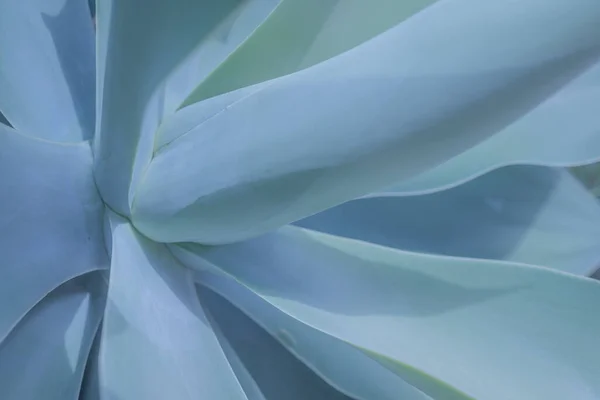 Fond Botanique Abstrait Bleu Agave Queue Renard Gros Plan Rosette — Photo