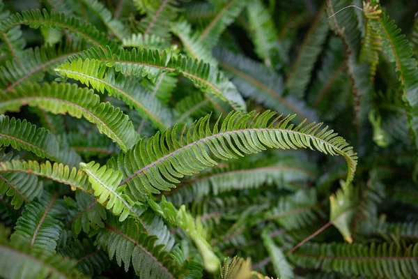 Fern leaves background. Mostly blurred foliage of ladder fern or nephrolepis cordifolia. Erect sword fern or fishbone fern