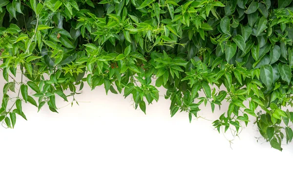 Zielone Liście Tła Białej Ścianie Miejscem Ksero Dole Flamevine Tło — Zdjęcie stockowe