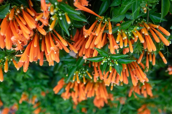Πορτοκαλί Λουλούδια Και Πράσινα Φύλλα Καλοκαιρινό Φόντο Άνθη Της Φλαμουριάς — Φωτογραφία Αρχείου