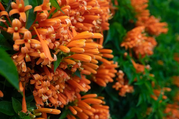 Pomarańczowe Kwiaty Zielone Liście Letnie Tło Flamevine Kwitnie Bliska Egzotyczna — Zdjęcie stockowe