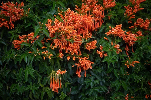 Πορτοκαλί Λουλούδια Και Πράσινα Φύλλα Καλοκαιρινό Φόντο Ανθίζει Φλαμουριά Εξωτική — Φωτογραφία Αρχείου