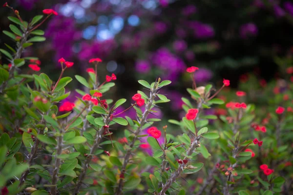 Основном Размытые Красные Цветы Терновой Короны Растения Христа Фиолетовом Фоне — стоковое фото