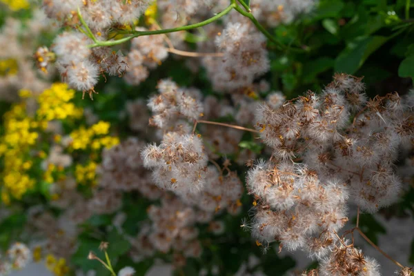 stock image Cape ivy fluffy white dandelion-like seeds closeup on blurred yellow flowers background. Summer nature wallpaper. Climbing groundsel or senecio angulatus. Creeping succulent flowering plant