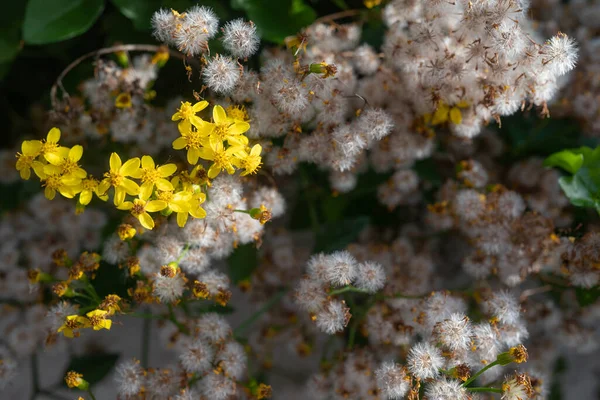 Jasnożółte Kwiaty Zbliżenie Bluszcz Peleryna Puszystym Białym Tle Mniszka Lekarskiego — Zdjęcie stockowe