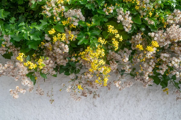 Parlak Sarı Çiçekler Kabarık Beyaz Karahindiba Tohumları Beyaz Arka Planda — Stok fotoğraf