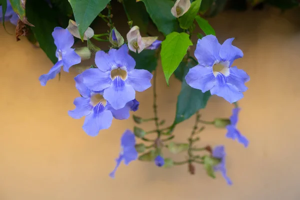 Сиреневые Синие Цветы Крупным Планом Бенгальской Трубы Thunbergia Grandiflora Бледно — стоковое фото