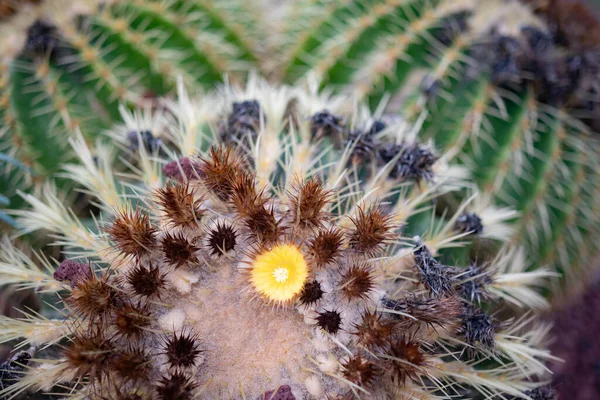 Closeup of a yellow flower of golden barrel cactus or echinocactus grusonii. Mother-in-laws seat or gold-ball cactus blossom. Three balls. Round shape of cactus and flower. A rare and endangered plant
